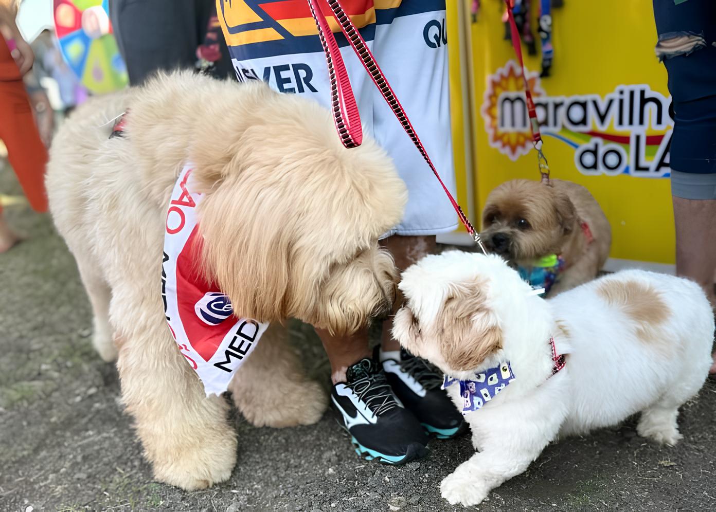 Descubra Por Que o Pet Day em Campinas Está Revolucionando a Relação Entre Pessoas e Pets 1 Descubra Por Que o Pet Day em Campinas Est Revolucionando a Rela o Entre Pessoas e Pets