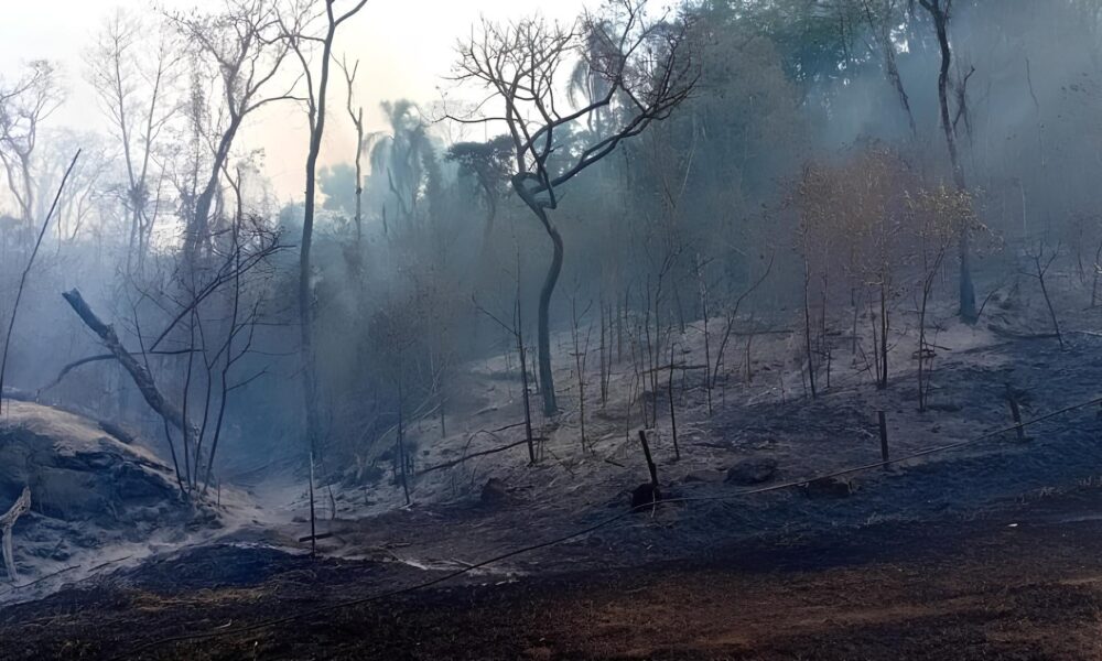 Inc ndio em Valinhos A Batalha Contra o Fogo na Rodovia Francisco Von Zuben