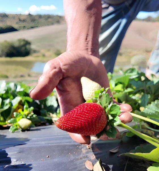 O Morango do Amor Como uma Nova Moda Transformou o Campo e Conquistou o Brasil