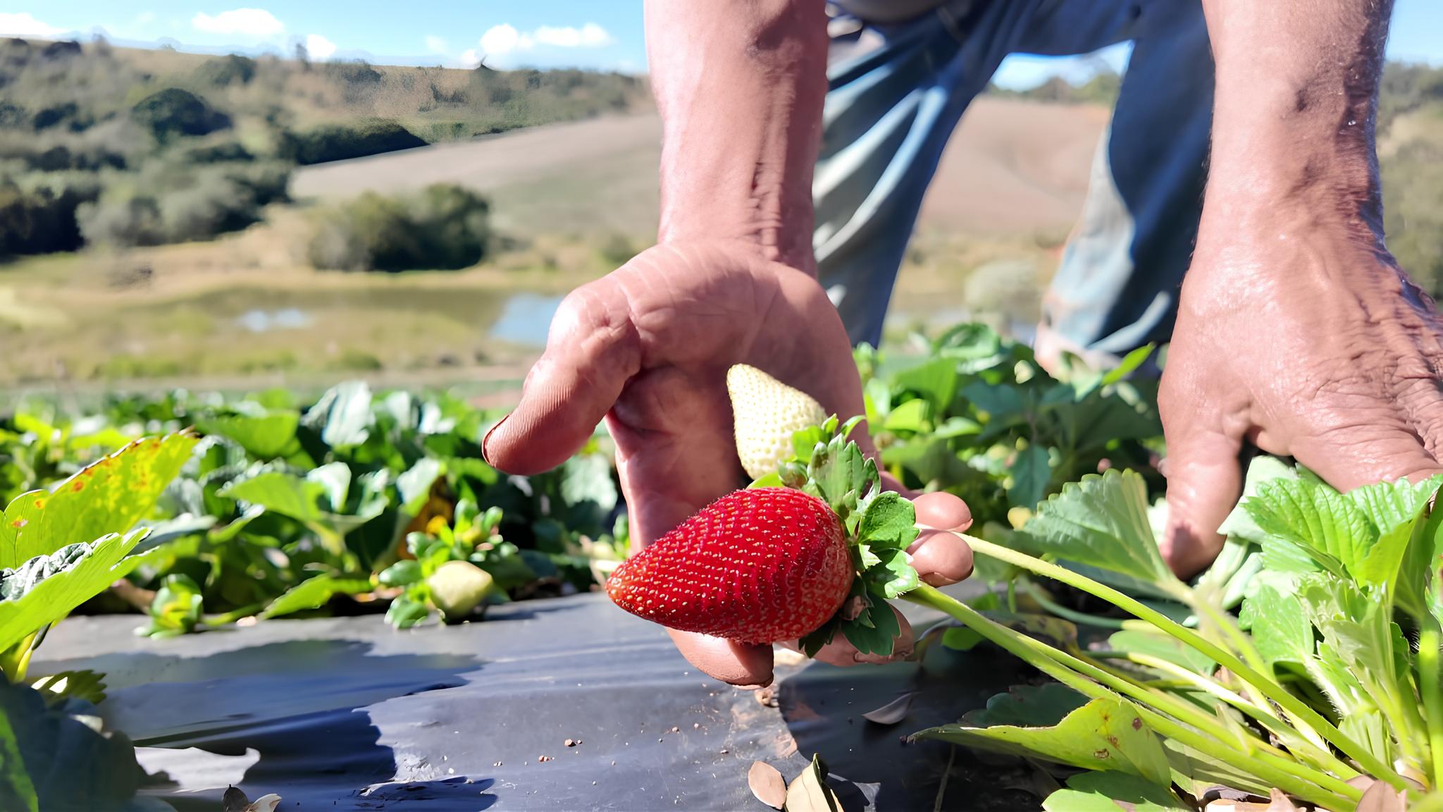 O Morango do Amor Como uma Nova Moda Transformou o Campo e Conquistou o Brasil