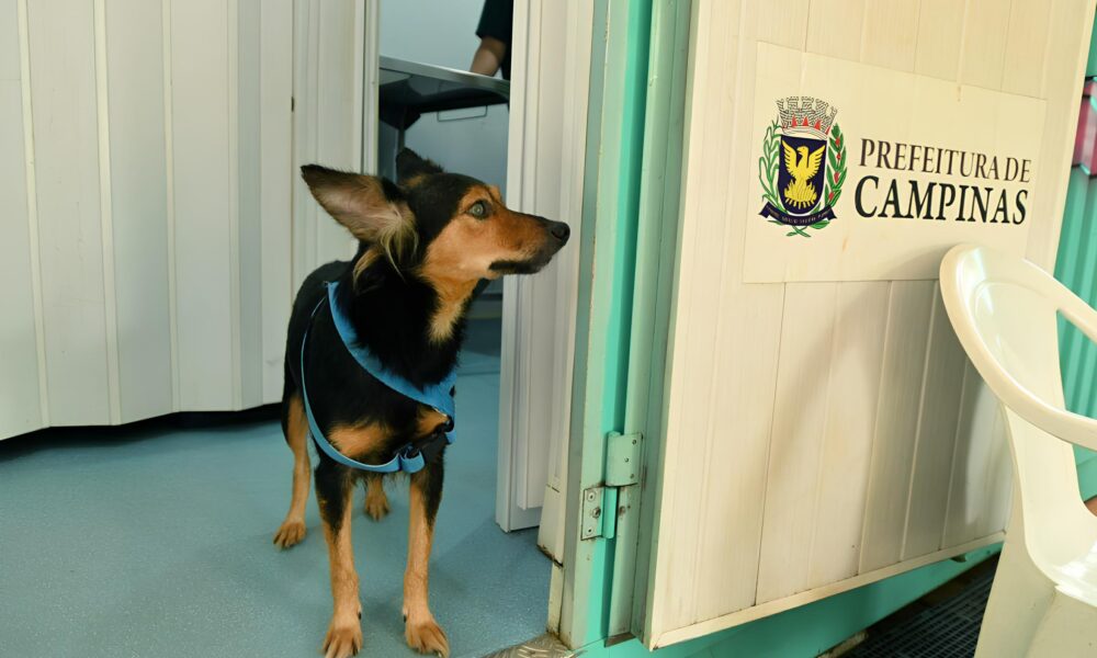 Os Animais de Campinas Est o Falando E N s Precisamos Escutar O Salto no Bem Estar Animal em 2025