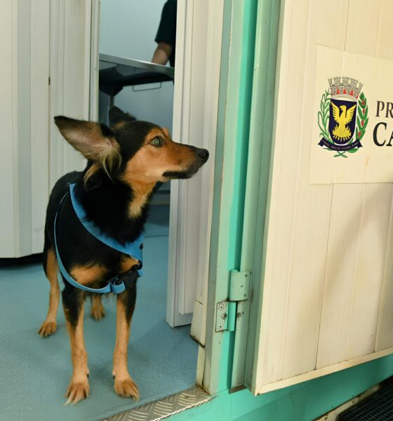 Os Animais de Campinas Est o Falando E N s Precisamos Escutar O Salto no Bem Estar Animal em 2025