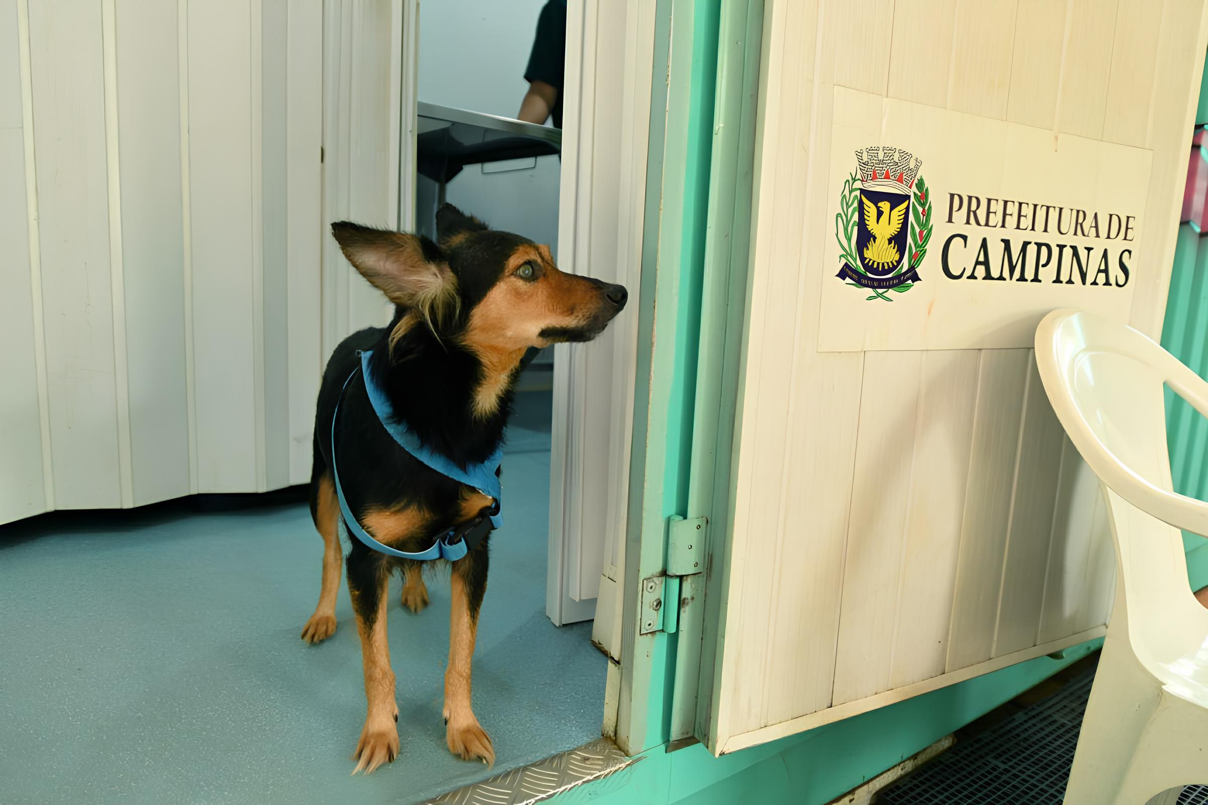 Os Animais de Campinas Est o Falando E N s Precisamos Escutar O Salto no Bem Estar Animal em 2025