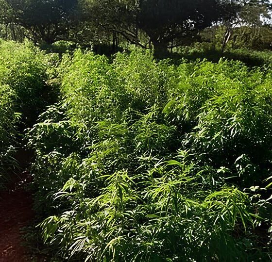 Plantando o Futuro: A Polêmica Operação Policial em Campinas e as Raízes do Debate Sobre Drogas no Brasil 2 Plantando o Futuro A Pol mica Opera o Policial em Campinas e as Ra zes do Debate Sobre Drogas no Brasil