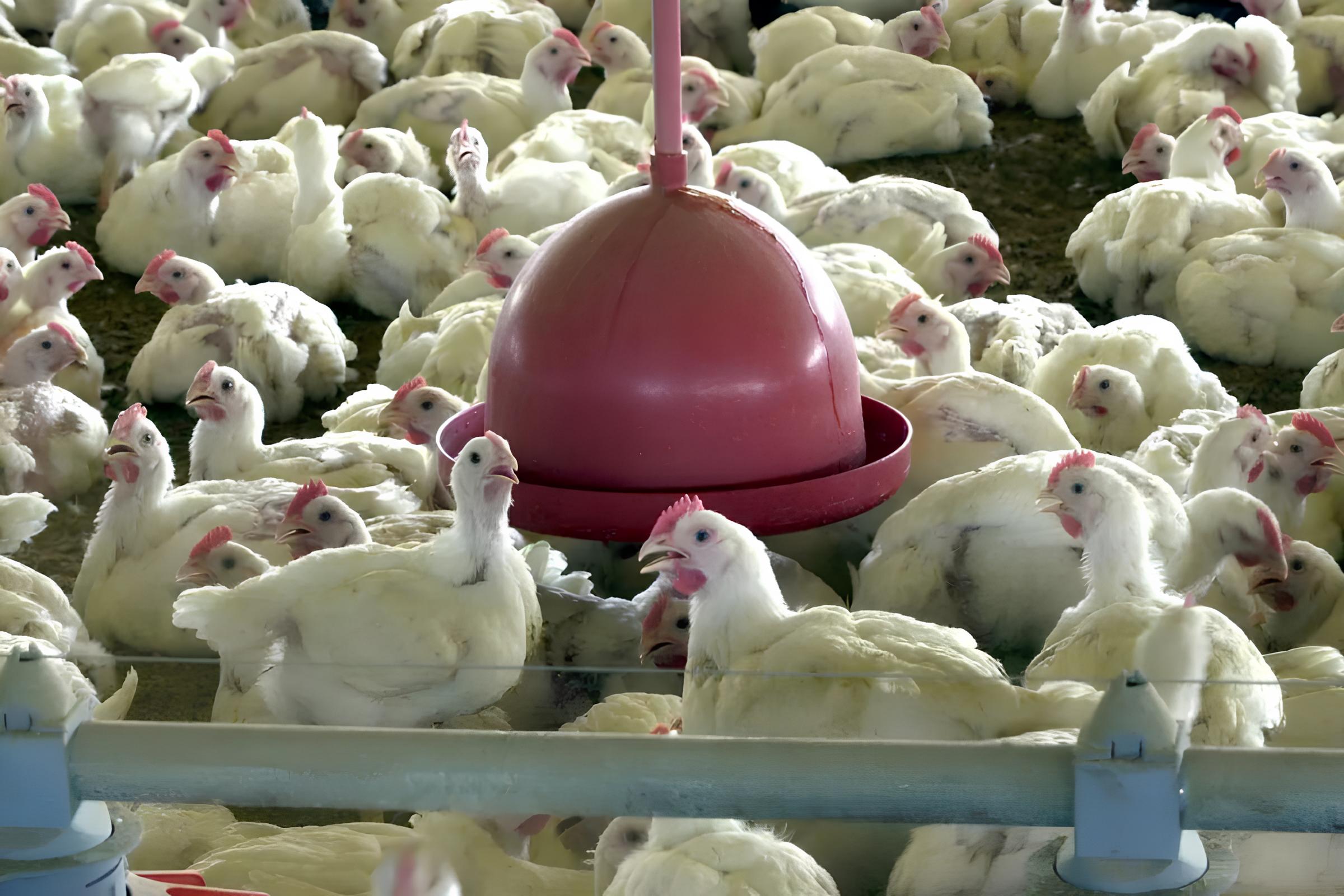 Quando a Amea a Alada Chega Porta Valinhos Contra Ataca na Guerra Contra a Gripe Avi ria