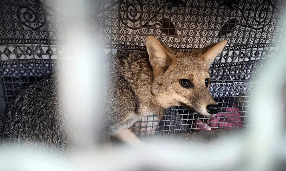 Quando o Selvagem Entra na Cidade A Hist ria do Cachorro do Mato Resgatado em Uma Cl nica de Est tica