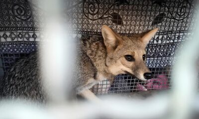 Quando o Selvagem Entra na Cidade A Hist ria do Cachorro do Mato Resgatado em Uma Cl nica de Est tica