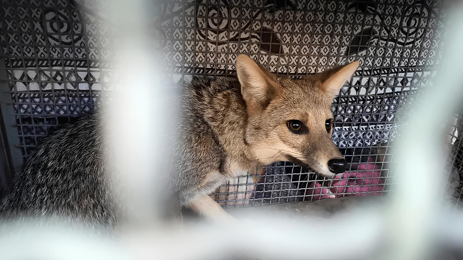 Quando o Selvagem Entra na Cidade: A História do Cachorro-do-Mato Resgatado em Uma Clínica de Estética 1 Quando o Selvagem Entra na Cidade A Hist ria do Cachorro do Mato Resgatado em Uma Cl nica de Est tica