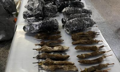 Ratos Cobras e Morcegos na Bagagem O Caso que Abalou o Aeroporto de Guarulhos e Revelou Perigos Globais