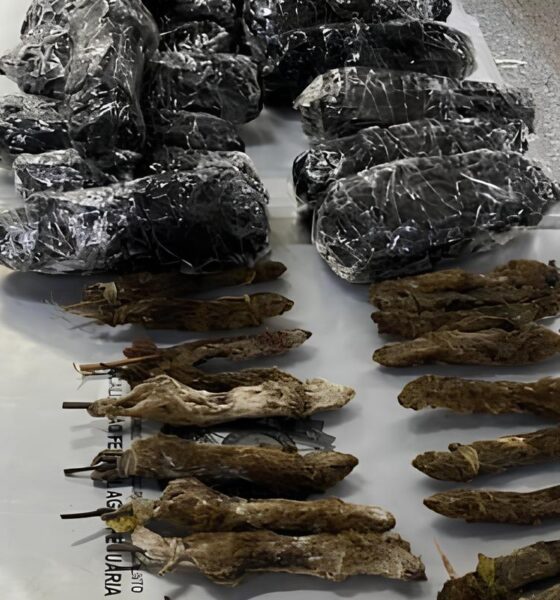 Ratos, Cobras e Morcegos na Bagagem: O Caso que Abalou o Aeroporto de Guarulhos e Revelou Perigos Globais 2 Ratos Cobras e Morcegos na Bagagem O Caso que Abalou o Aeroporto de Guarulhos e Revelou Perigos Globais