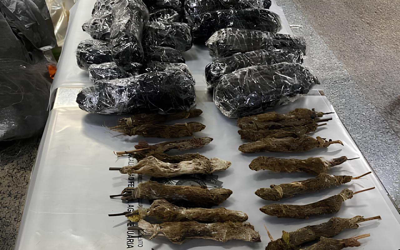 Ratos, Cobras e Morcegos na Bagagem: O Caso que Abalou o Aeroporto de Guarulhos e Revelou Perigos Globais 1 Ratos Cobras e Morcegos na Bagagem O Caso que Abalou o Aeroporto de Guarulhos e Revelou Perigos Globais