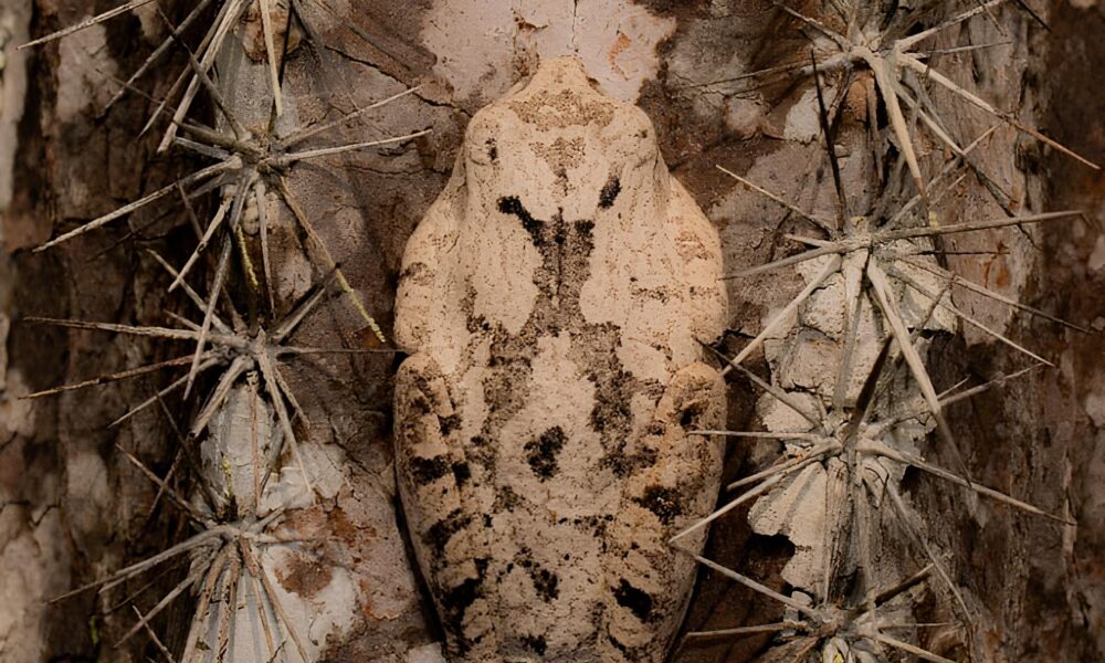 A Perereca Que Engana a Morte Como a Rara Phasmahyla exilis Usa o Poder da Transforma o para Sobreviver