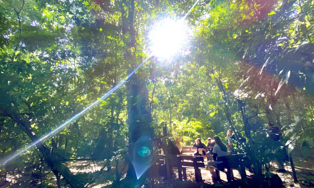 Campinas na Vanguarda da Sustentabilidade A Semana da rvore 2025 Que Est Mudando o Futuro