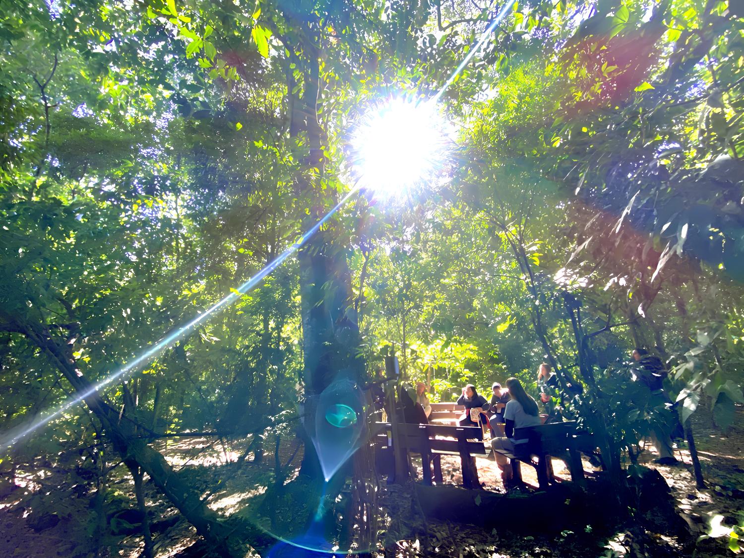 Campinas na Vanguarda da Sustentabilidade A Semana da rvore 2025 Que Est Mudando o Futuro