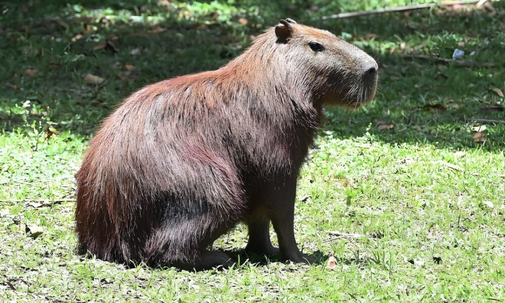 Capivaras no Parque Ecol gico de Campinas Entre a Preserva o e o Controle O Que Est Realmente em Jogo