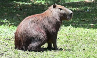 Capivaras no Parque Ecol gico de Campinas Entre a Preserva o e o Controle O Que Est Realmente em Jogo