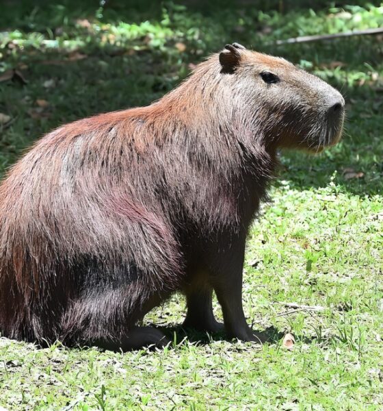 Capivaras no Parque Ecol gico de Campinas Entre a Preserva o e o Controle O Que Est Realmente em Jogo