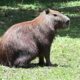 Capivaras no Parque Ecol gico de Campinas Entre a Preserva o e o Controle O Que Est Realmente em Jogo