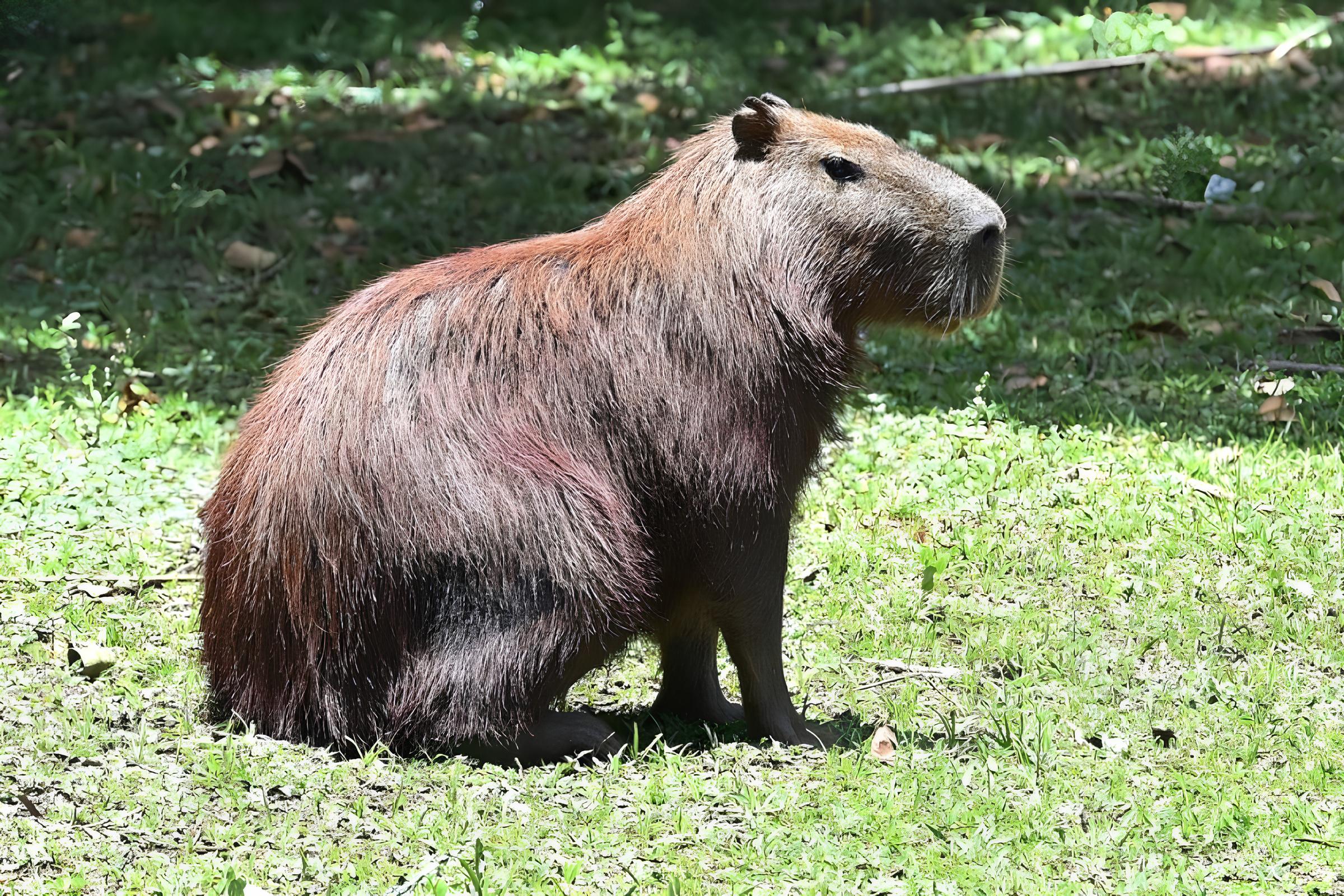 Capivaras no Parque Ecol gico de Campinas Entre a Preserva o e o Controle O Que Est Realmente em Jogo