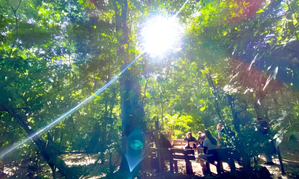 Como Campinas Est Salvando o Futuro com Trilhas Caminhadas Noturnas e um Mutir o de Mudas na Semana da rvore 2025