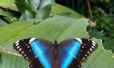 Descoberta Fascinante Mata de Santa Genebra Revela 706 Esp cies de Borboletas em Estudo da Unicamp