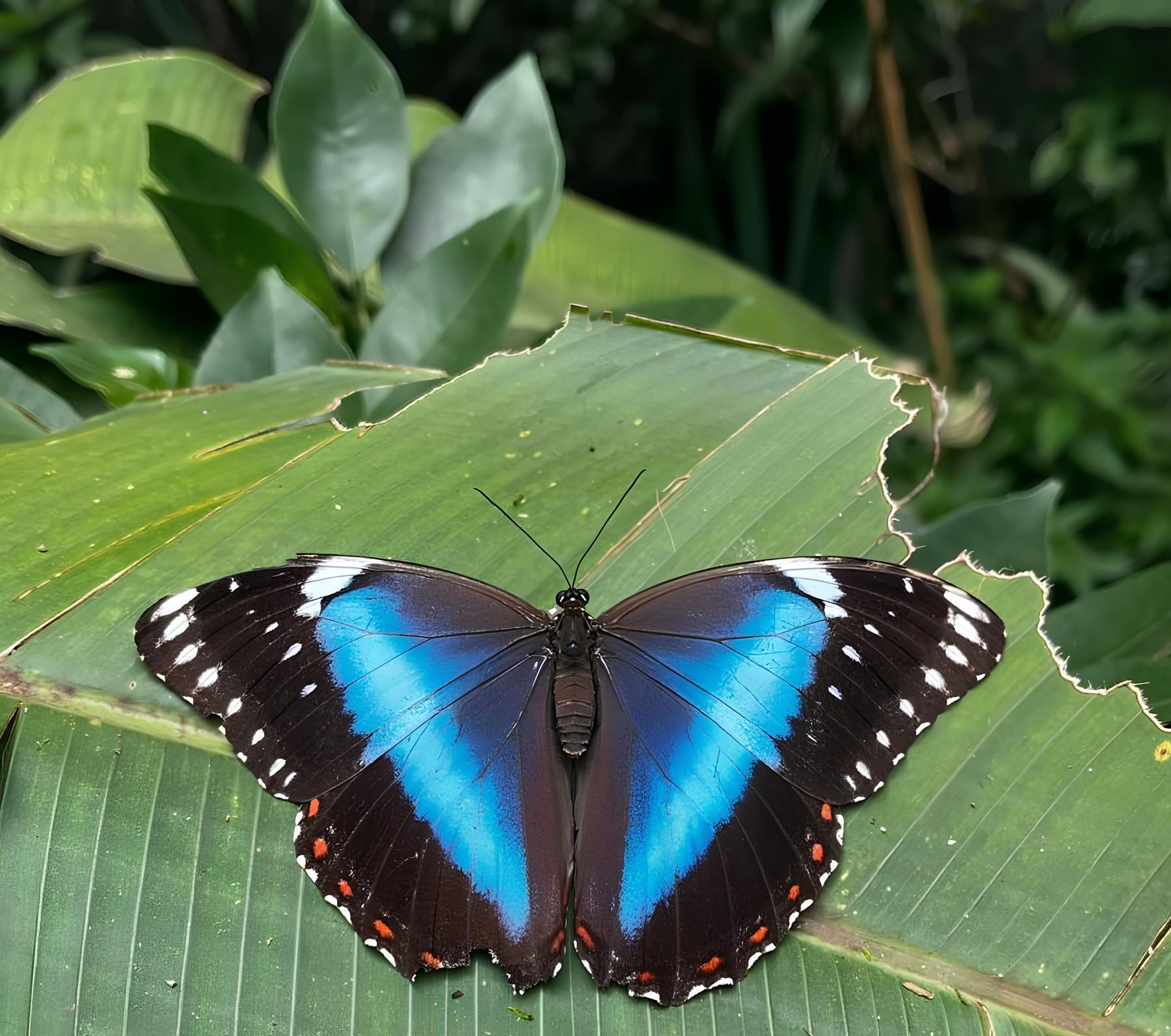 Descoberta Fascinante: Mata de Santa Genebra Revela 706 Espécies de Borboletas em Estudo da Unicamp 1 Descoberta Fascinante Mata de Santa Genebra Revela 706 Esp cies de Borboletas em Estudo da Unicamp