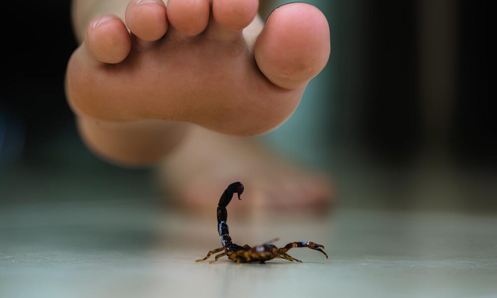 Escorpi es e Abelhas A Batalha Silenciosa Contra Animais Pe onhentos em Paul nia
