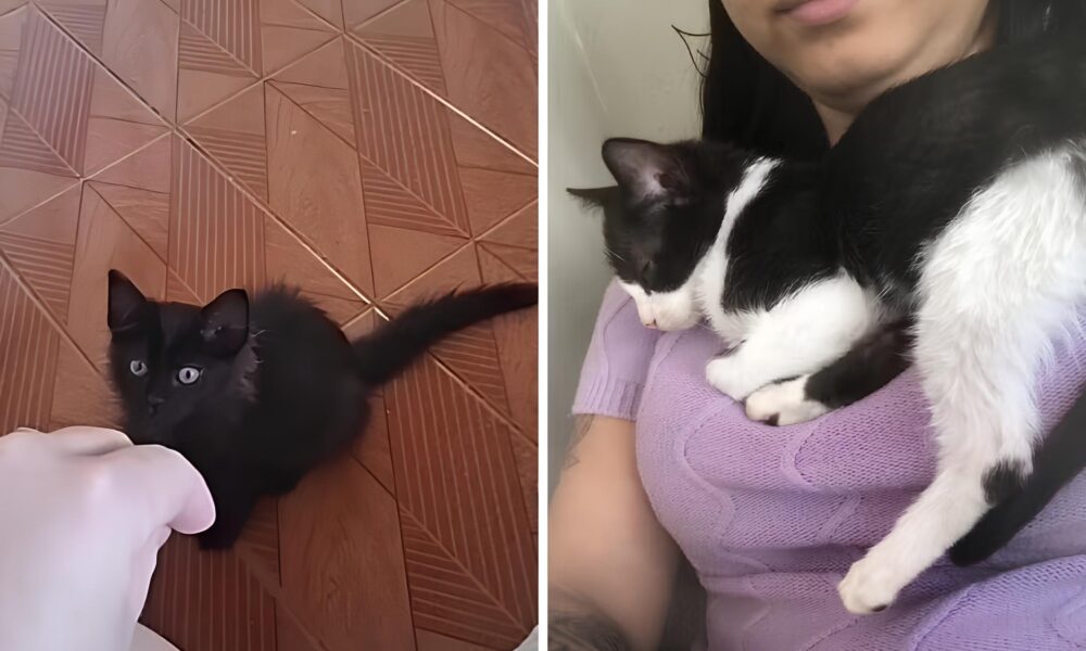 O Caso dos Oito Gatos Quando a Promessa de Bem Estar Animal se Torna uma Trag dia Silenciosa