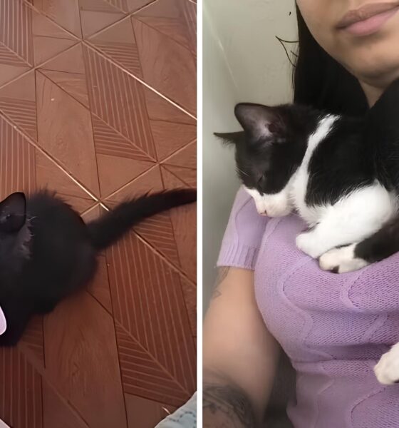 O Caso dos Oito Gatos Quando a Promessa de Bem Estar Animal se Torna uma Trag dia Silenciosa