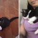 O Caso dos Oito Gatos Quando a Promessa de Bem Estar Animal se Torna uma Trag dia Silenciosa
