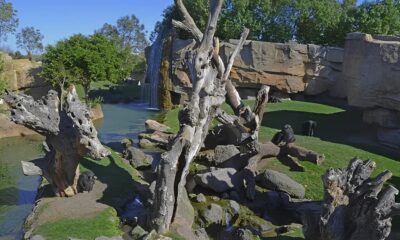 O Renascimento do Zoo Bosque de Pedreira Uma Jornada de Mem rias Educa o e Natureza