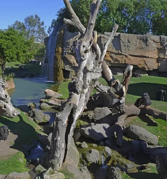 O Renascimento do Zoo Bosque de Pedreira: Uma Jornada de Memórias, Educação e Natureza 2 O Renascimento do Zoo Bosque de Pedreira Uma Jornada de Mem rias Educa o e Natureza