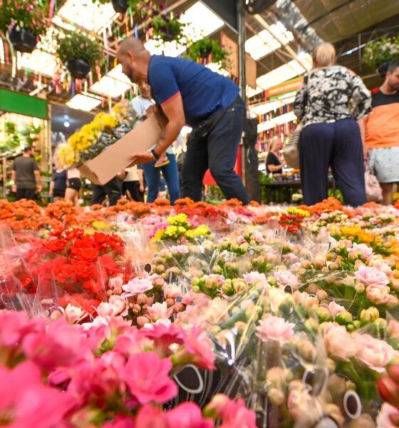 Primavera 2025 em Campinas Como a Esta o do Renascimento Est Transformando o Mercado de Flores da Ceasa