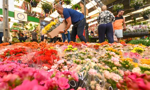 Primavera 2025 em Campinas Como a Esta o do Renascimento Est Transformando o Mercado de Flores da Ceasa