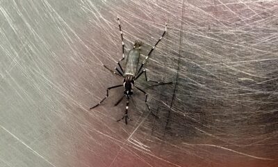 A Cidade Sob Ataque 25 Bairros de Campinas Vivem no Olho do Furac o da Dengue