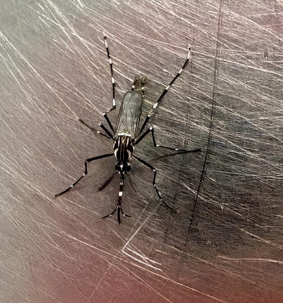A Cidade Sob Ataque 25 Bairros de Campinas Vivem no Olho do Furac o da Dengue