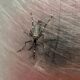 A Cidade Sob Ataque 25 Bairros de Campinas Vivem no Olho do Furac o da Dengue