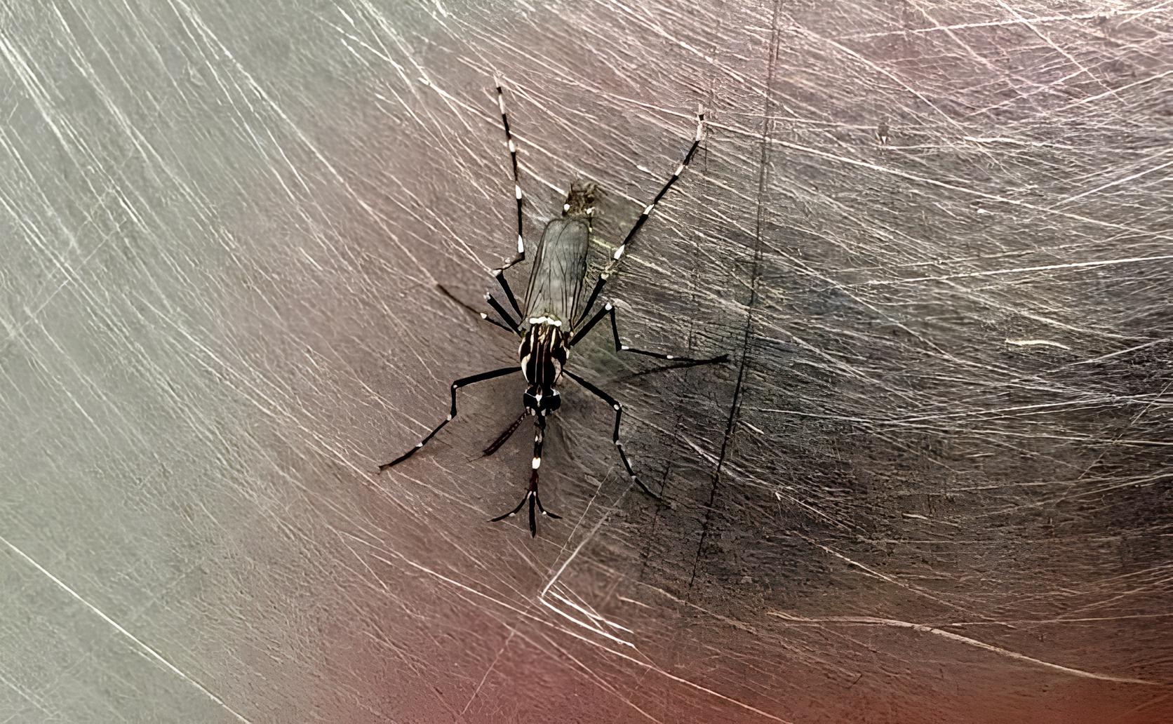 A Cidade Sob Ataque 25 Bairros de Campinas Vivem no Olho do Furac o da Dengue