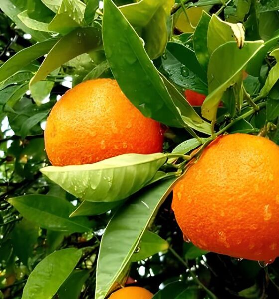 Helic ptero Intelig ncia e um Casal na BR 369 Como 77 kg de Maconha Foram Interceptados Antes de Alcan ar S o Paulo