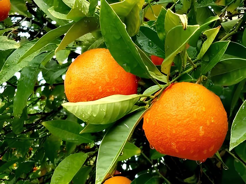 Helic ptero Intelig ncia e um Casal na BR 369 Como 77 kg de Maconha Foram Interceptados Antes de Alcan ar S o Paulo