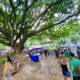 O Segredo Guardado nas Cordas da Viola Como um Festival em Campinas Est Revivendo a Alma do Brasil Caipira