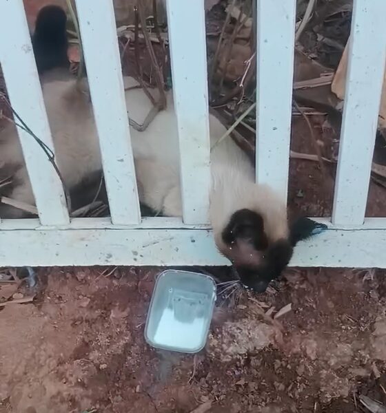 O Sil ncio dos Bichos O Caso Misterioso que Paralisou um Bairro em Campinas