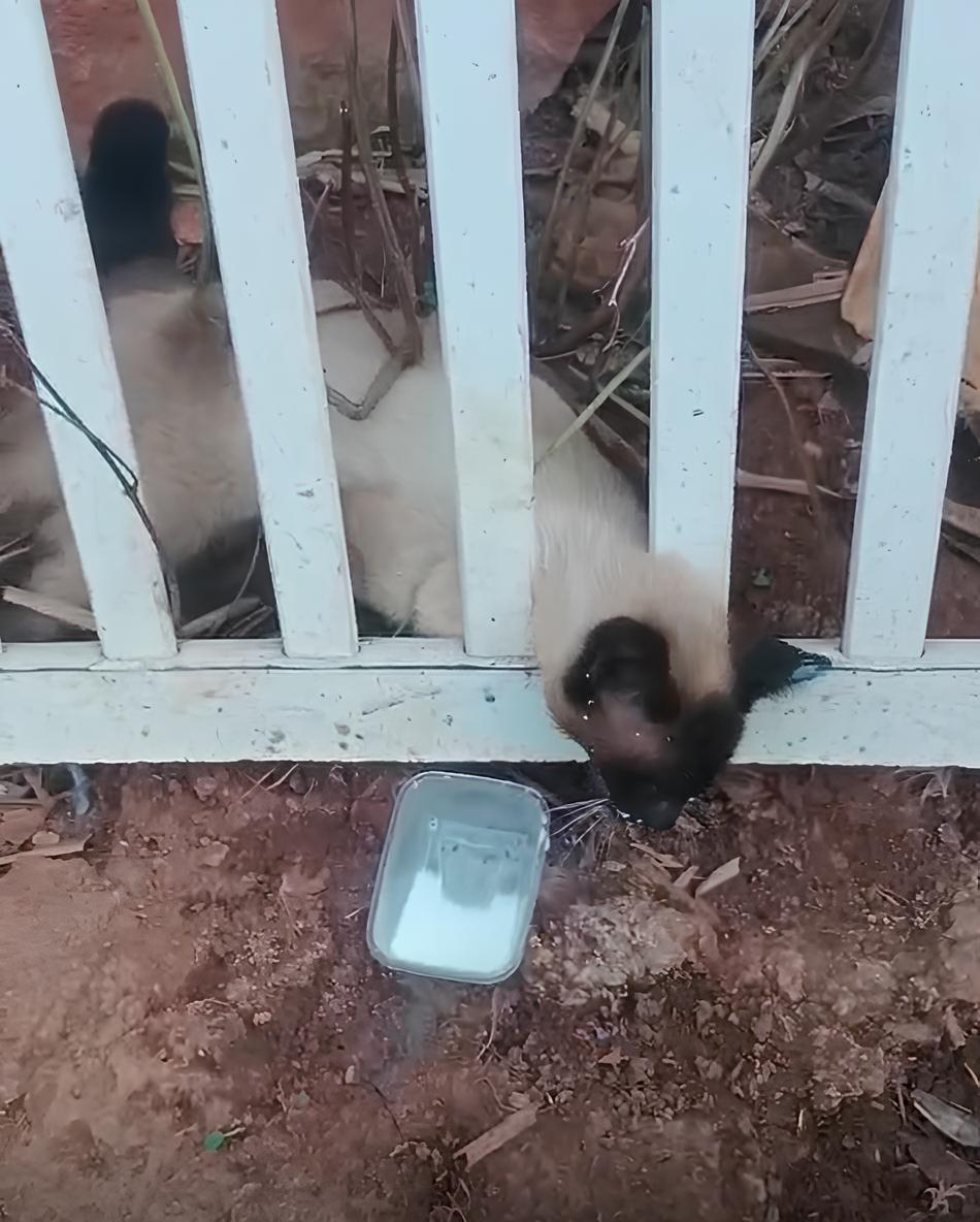 O Sil ncio dos Bichos O Caso Misterioso que Paralisou um Bairro em Campinas