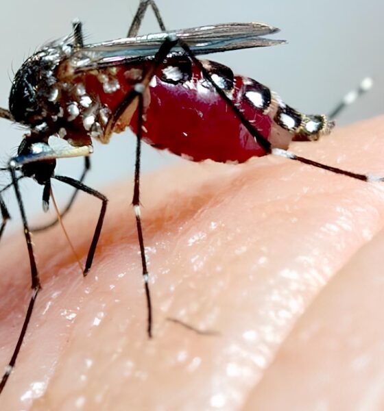 Por Que S o Paulo Est Criando 190 Milh es de Mosquitos por Semana A Revolu o Silenciosa Contra a Dengue que Pode Mudar o Brasil