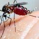 Por Que S o Paulo Est Criando 190 Milh es de Mosquitos por Semana A Revolu o Silenciosa Contra a Dengue que Pode Mudar o Brasil