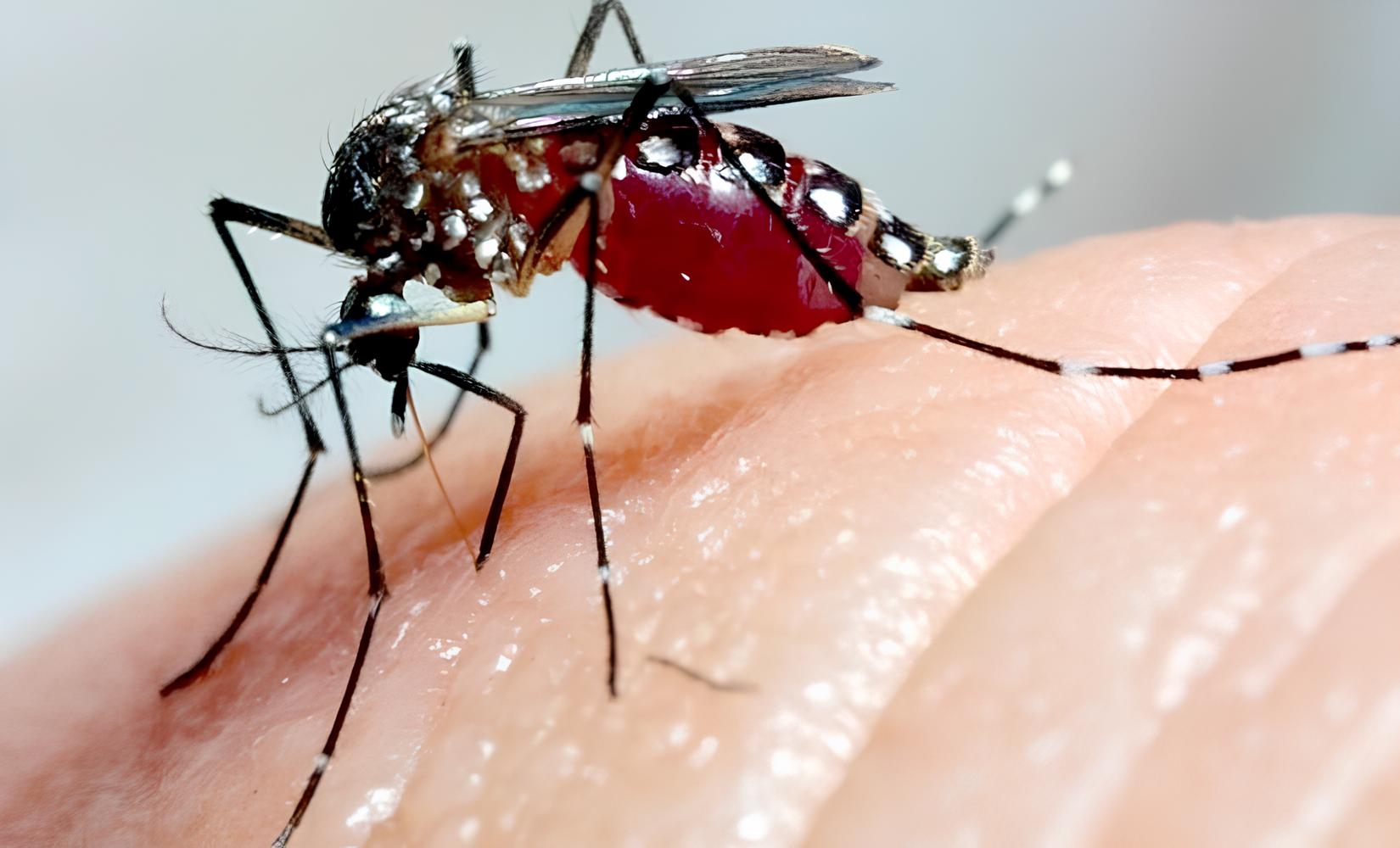 Por Que S o Paulo Est Criando 190 Milh es de Mosquitos por Semana A Revolu o Silenciosa Contra a Dengue que Pode Mudar o Brasil